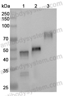 Anti-Langya virus/LayV G/Glycoprotein Polyclonal Antibody